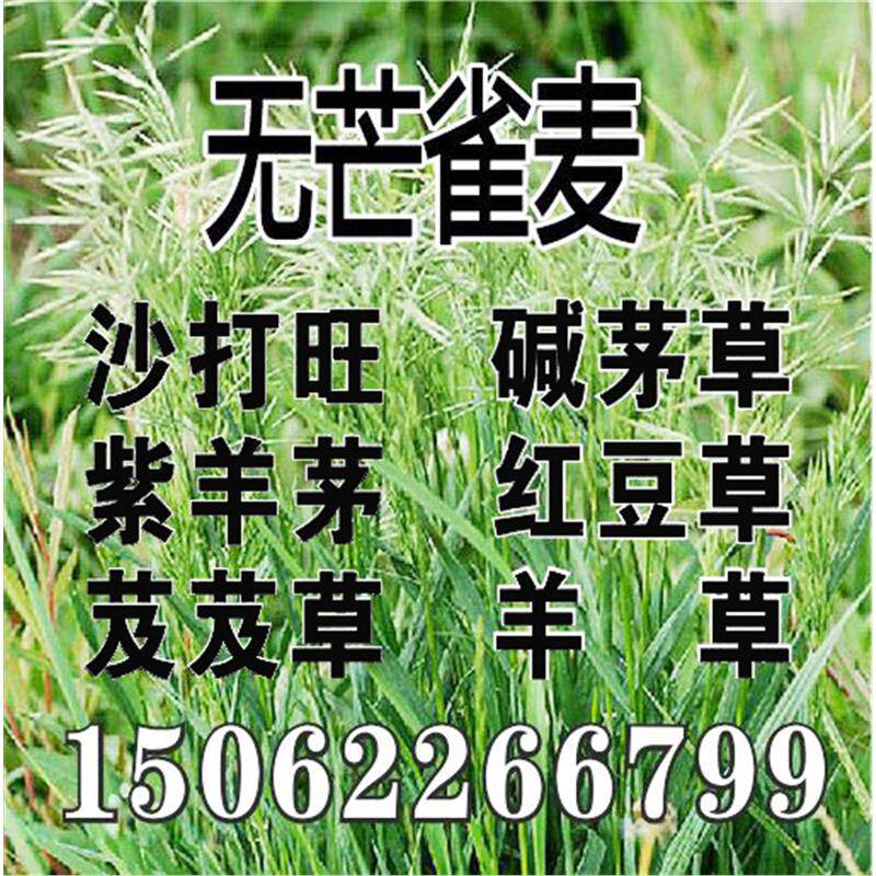 无芒雀麦种子沙打旺碱茅草紫羊茅红豆草芨芨草老芒麦耐寒绿化草籽