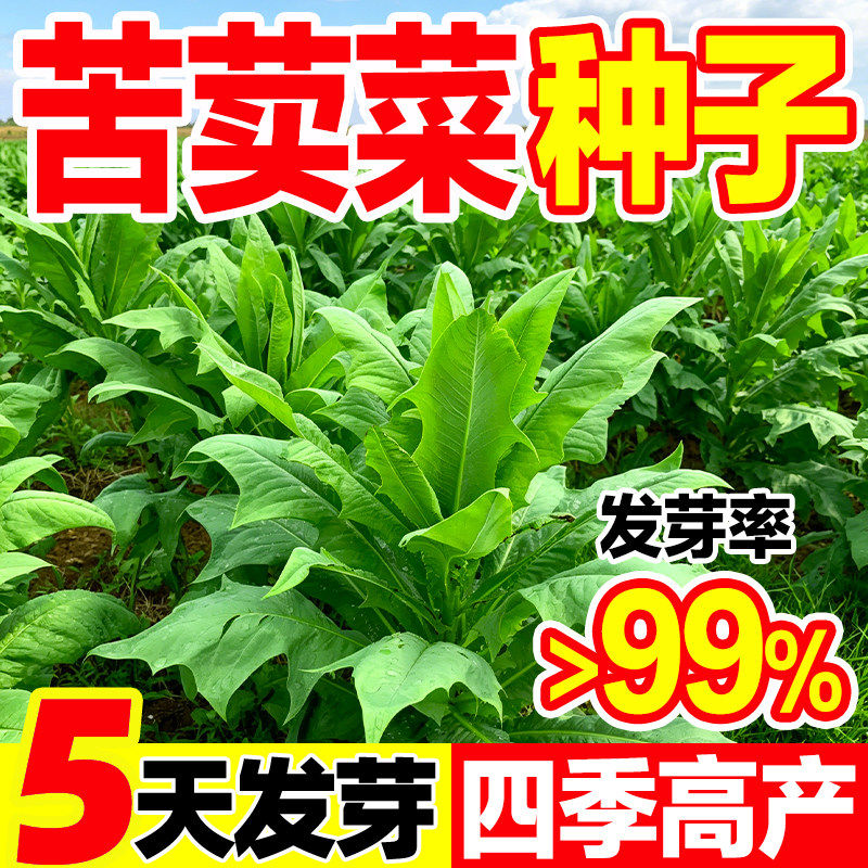 苦荬菜种子苦麦菜种籽大叶四季牧草苦麻菜马兔鱼喂猪鸡鸭鹅吃的草
