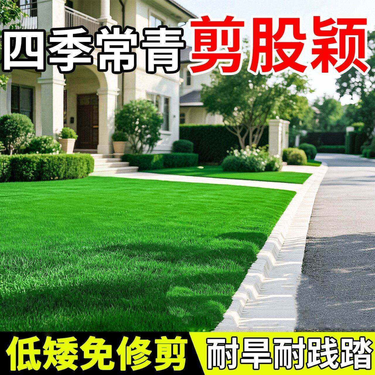 四季青长不高免修剪剪股颖草