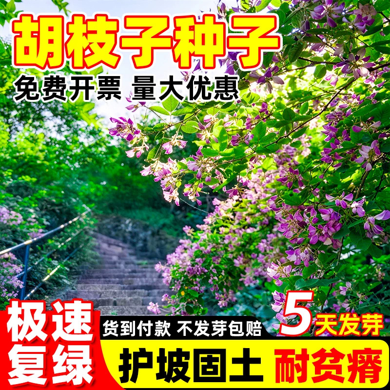 胡枝子种子耐旱耐寒护坡固土灌木
