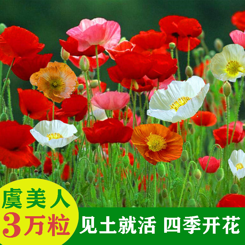 虞美人格桑花种七彩苗四季