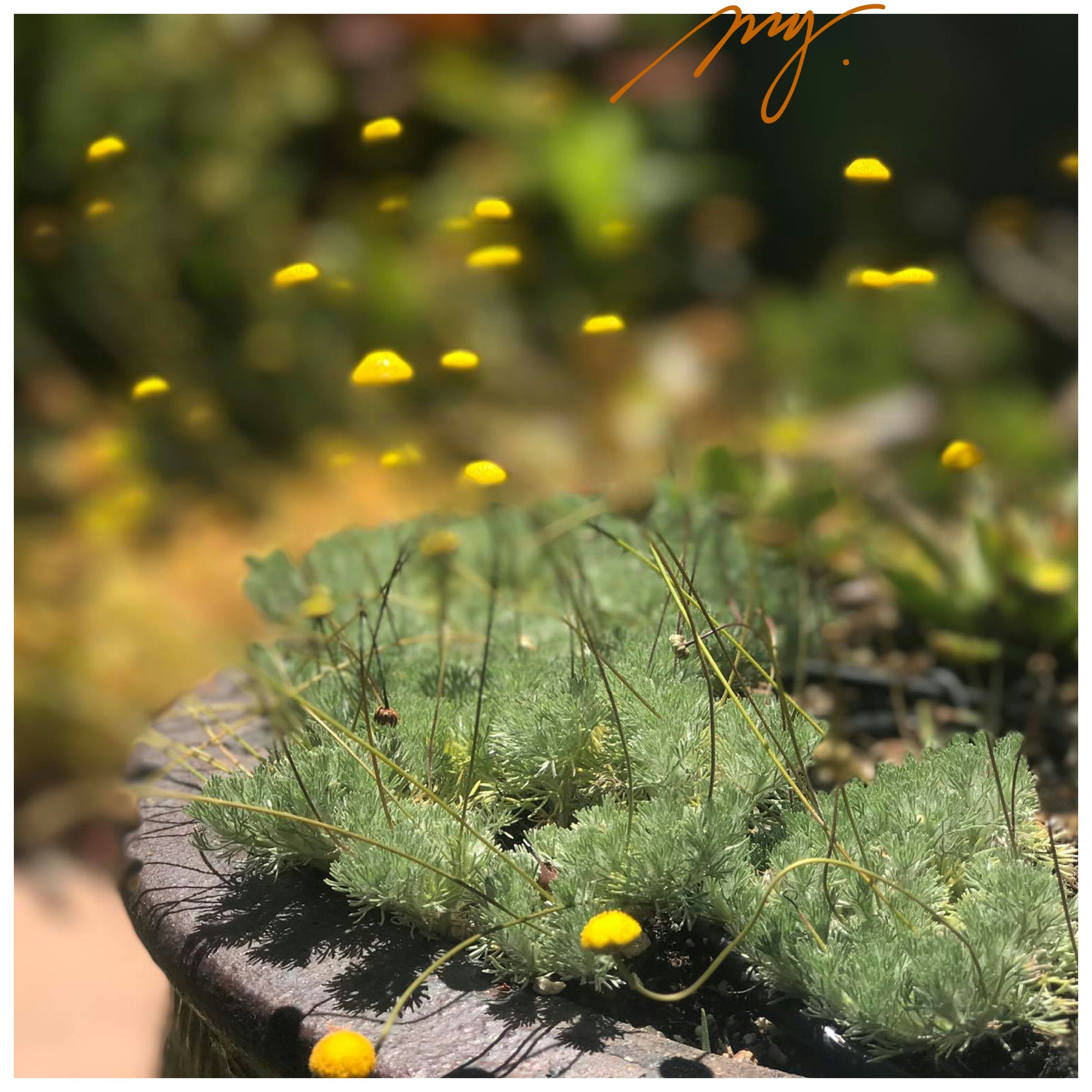 硬毛山芫荽 多年生菊科植物 庭院盆栽花卉 10粒  糖果灯球