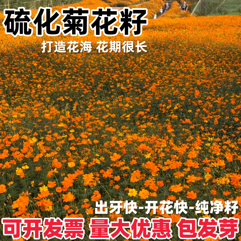 硫化菊花籽四季播种开花波斯菊花种子庭院花卉植物黄秋英花籽大全