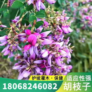 胡枝子种子护坡灌木美丽胡枝子二色胡枝子花卉林木截叶胡枝子种籽