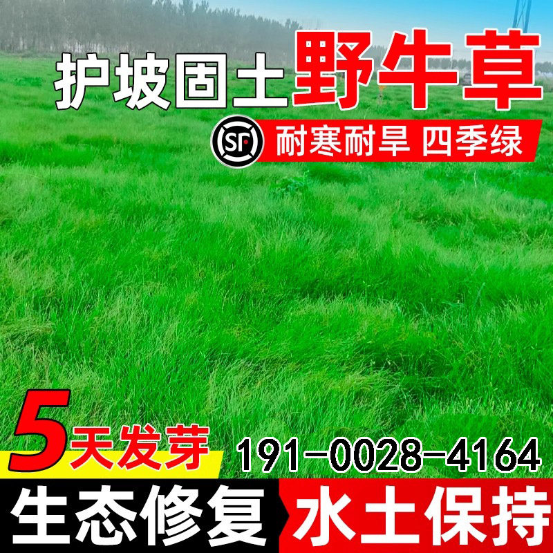 野牛草草籽护坡固土草坪草籽矮生四季常青耐寒耐旱高产牧草种籽子