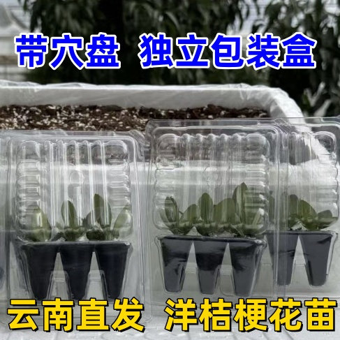 云南发货重瓣洋桔梗花苗多年生庭院阳台盆栽花卉带穴盘发货好种植