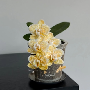 【雅风黄金豹】蝴蝶兰苗2.8寸杯带花发根系一般可以直播间看苗情