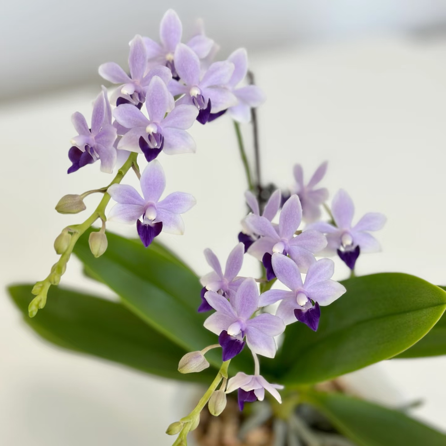 蝴蝶兰【小茴紫】2.8寸苗  基地直发 包对版 续花网红品种