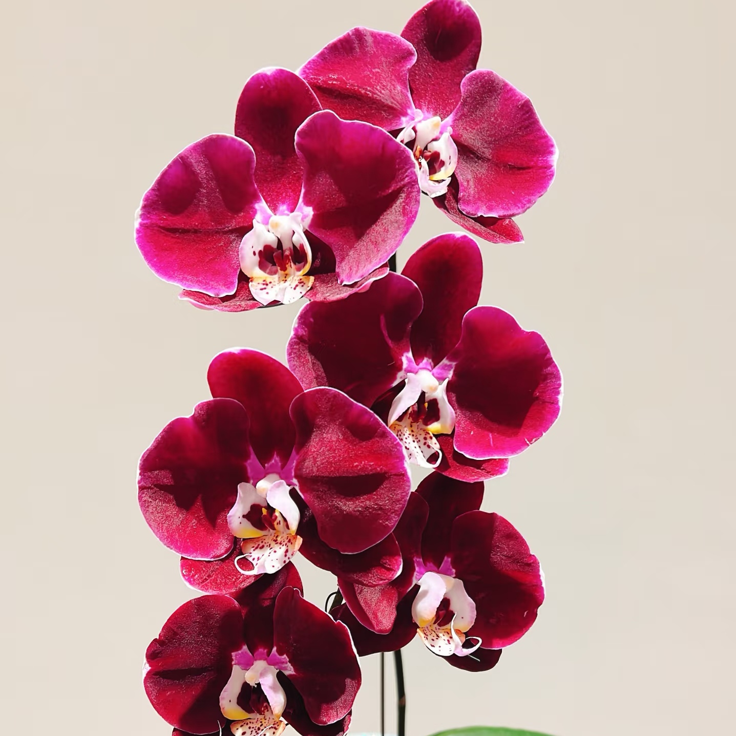 幻影室内绿植丝绒质感大花