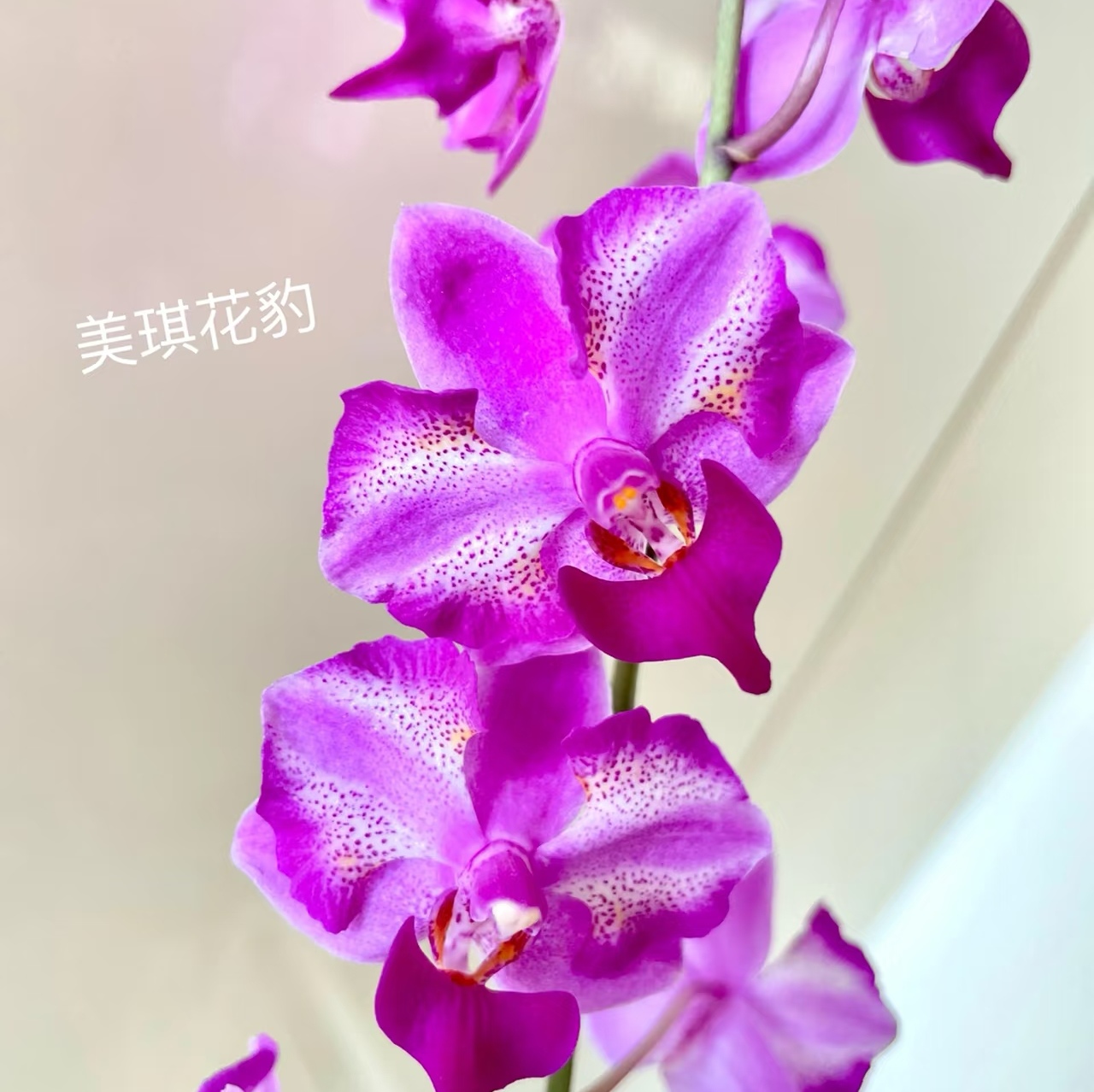 【美琪花豹】蝴蝶兰出梗苗湾湾进口稀缺品种 基地直发包对版包邮