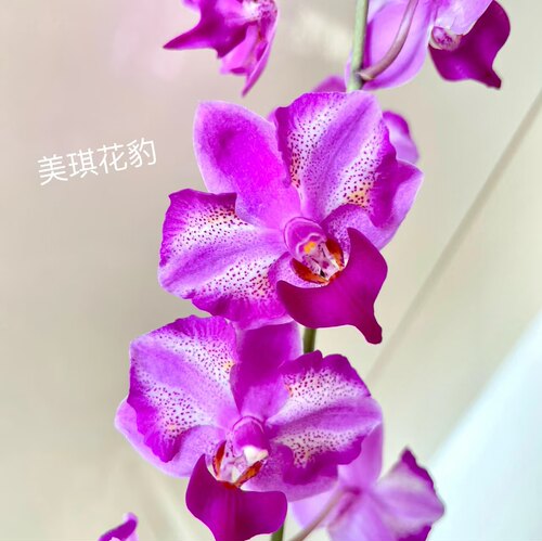 【美琪花豹3.8寸大杯】蝴蝶兰出梗苗湾湾进口稀缺品种 基地直发