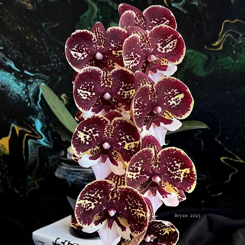 东骏【京城琥珀】超稀有花色中花型舌头系列蝴蝶兰苗