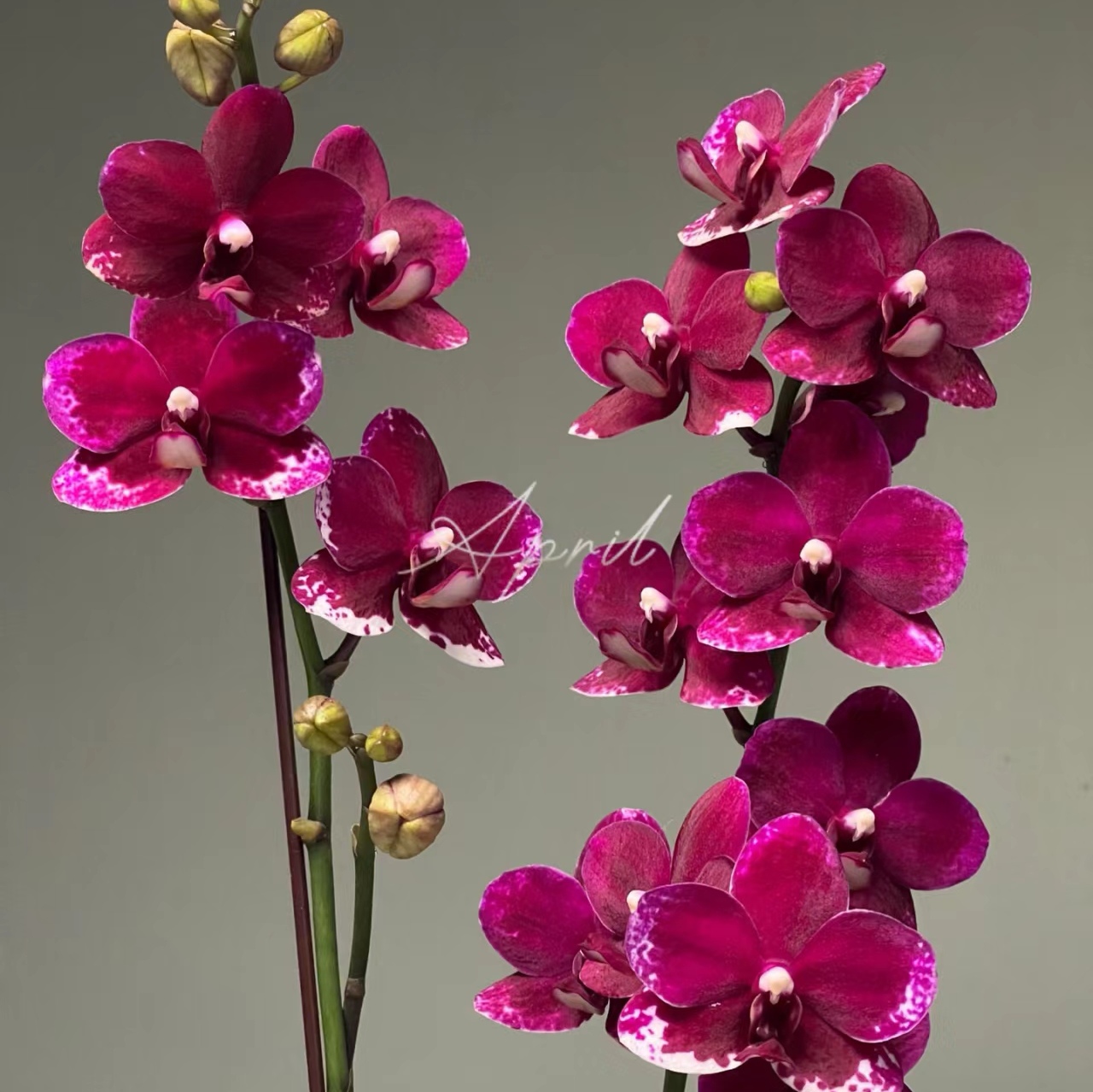 【胭脂】苗蜡纸花型蝴蝶兰基地直发  超级耐开