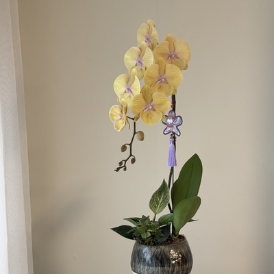 【金玉满堂双剑苗】蝴蝶兰苗 招财又招福 基地直发 包对版