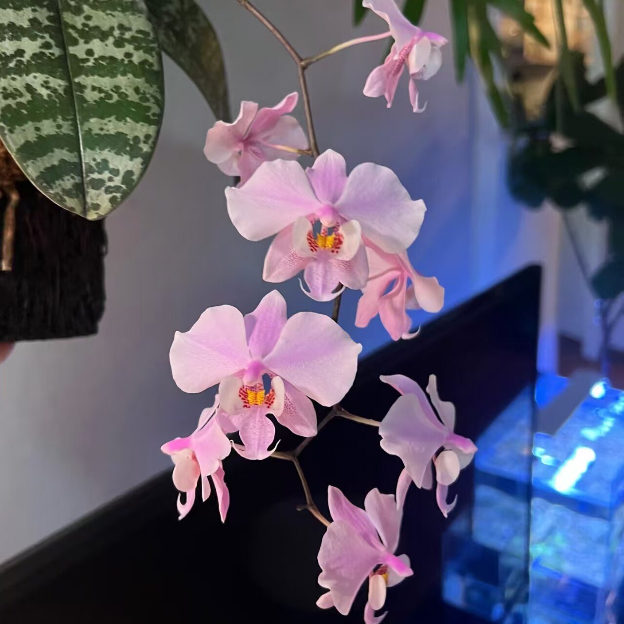 【麦当娜西雷丽】稀有品种蝴蝶兰苗