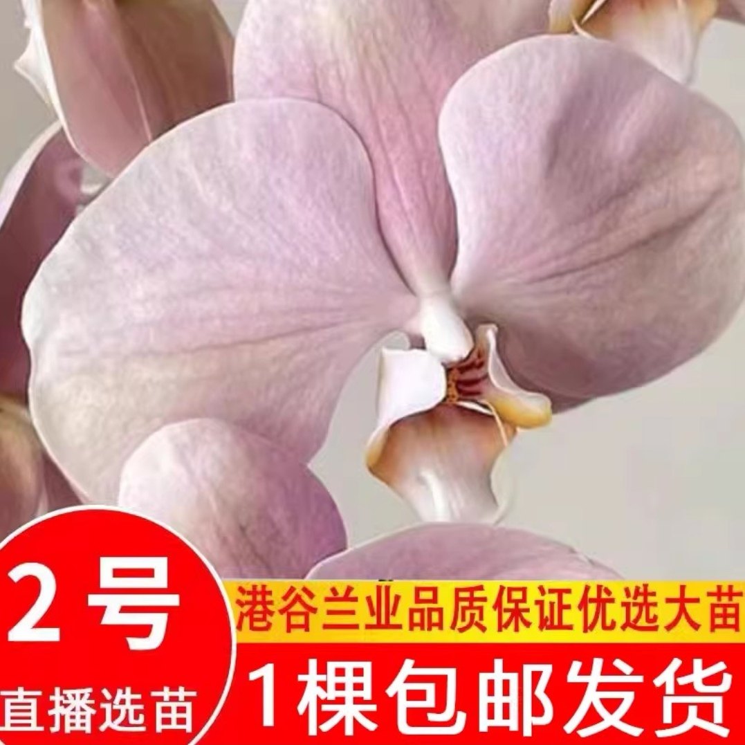 港谷兰业2号链接大花型蝴蝶兰大杯大苗蝴蝶兰苗基地直发包对版,鲜花速递/花卉仿真/绿植园艺,时令草本花卉,淘宝优惠券,粉丝福利购,淘宝优惠卷