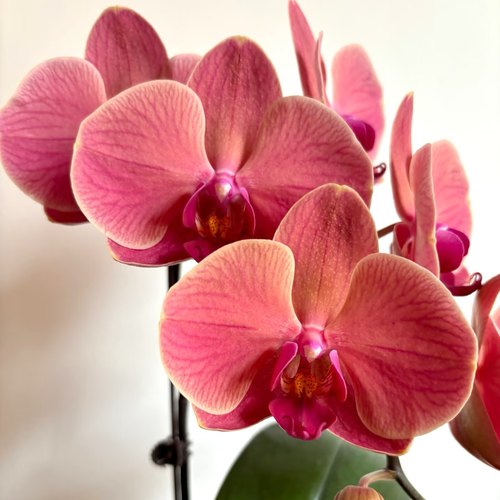 【纳博纳】复古花色蝴蝶兰苗 基地直发 包对版出