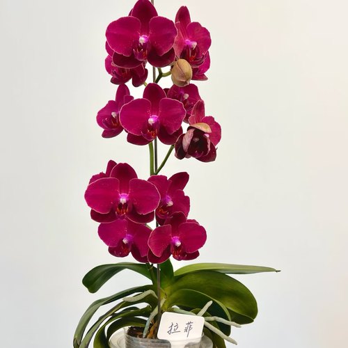 【拉菲】大花型丝绒质感蜡纸花基地直发包对版