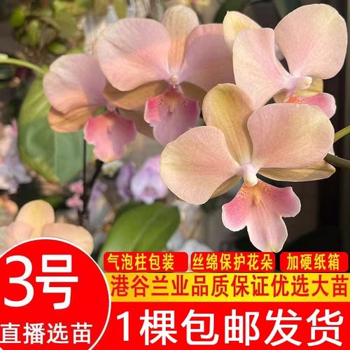蝴蝶兰港谷兰业香花和原生农科院