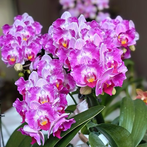 【风铃出剑苗】蝴蝶兰3.0寸基地直发 包对版包邮