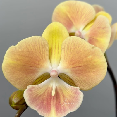 【桑巴军团出剑苗】3.5寸大杯大苗蝴蝶兰苗 基地直发 包对版