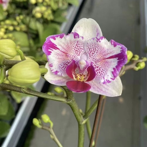 【凤梨酥出剑苗带蕾丝边】丰花爆花2.5寸蝴蝶兰苗基地直发包对版