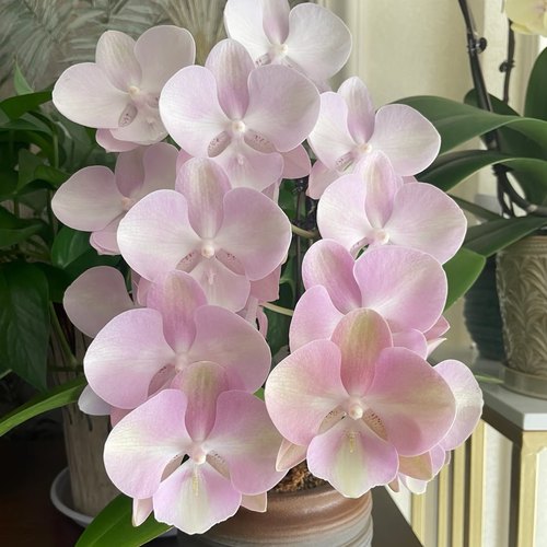 好养四季盆栽包邮大苗港谷兰业