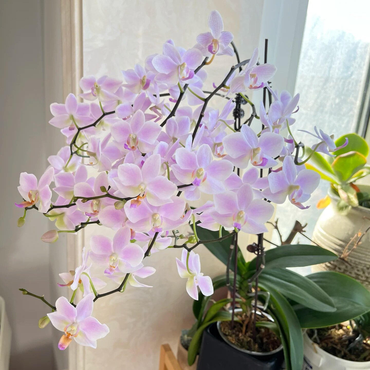 【粉残雪】3.5寸大杯大苗  稀有花色品种   丰花系列,鲜花速递/花卉仿真/绿植园艺,国兰/杂交兰/洋兰类,淘宝优惠券,粉丝福利购,淘宝优惠卷