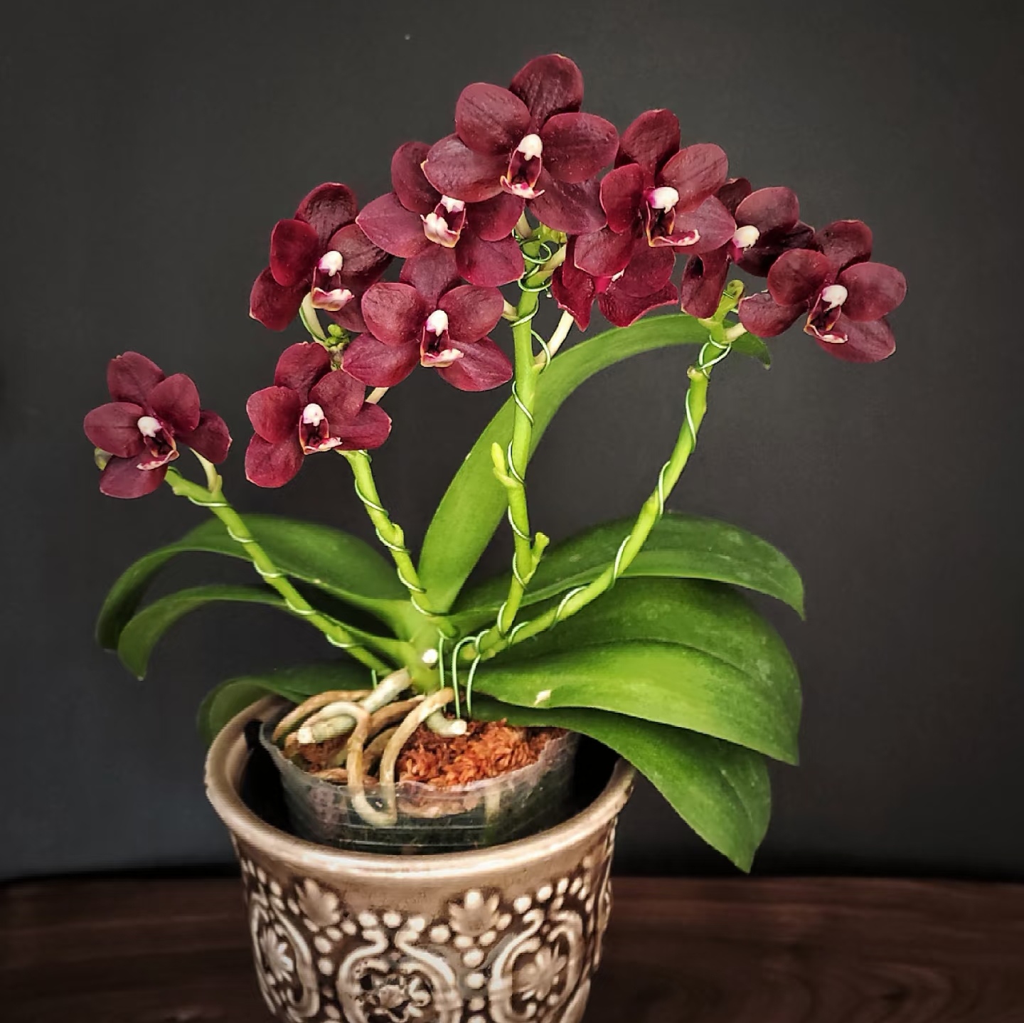 【夏日黑莓2剑苗】又名夏日木美 蜡纸小黑花丰花易爆花基地直发