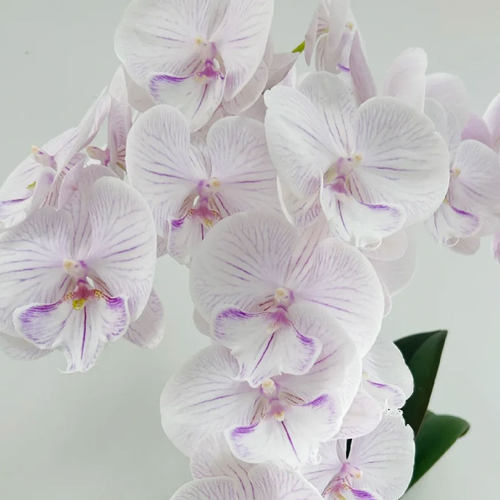 港谷兰业【曼塔安纹出剑苗】蝴蝶兰出剑苗基地包对版