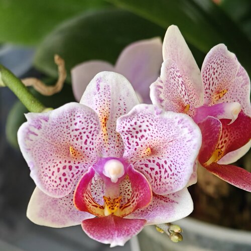 【爆米花】两眼蕾丝变异蝴蝶兰苗基地直发包对版包邮