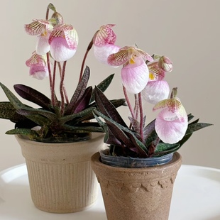 【 玉女兜兰】实生苗硬叶兰花苗桌面款花卉绿植盆栽