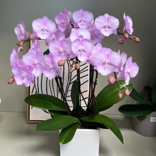 【神仙姐姐】3.5寸苗  蝴蝶兰基地直发包对版