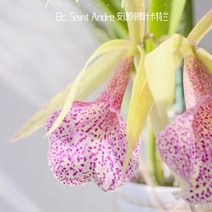 【白拉索兰】  安德烈卡特兰 白拉索 原种  粉色花朵开花株