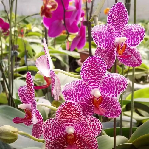 【塔林狮子】3.5寸大杯大苗  基地直发  包对版  包邮