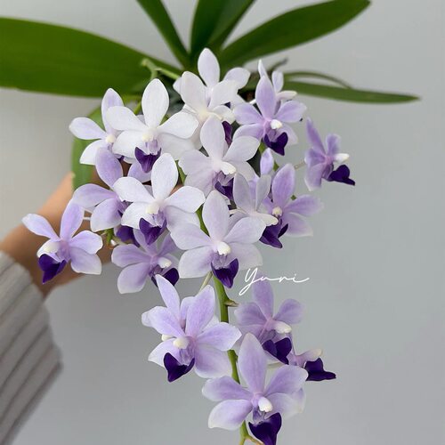 【小茴紫多叶层】小花型丰花爆花蝴蝶兰苗基地直发包对版
