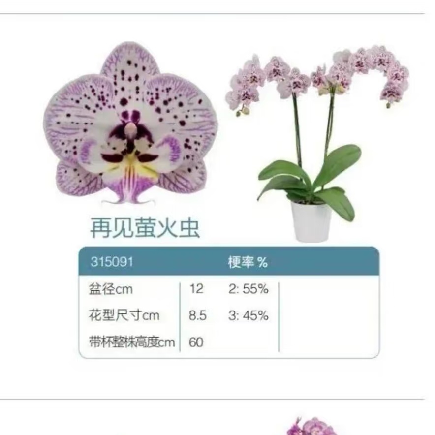 【再见萤火虫】安祖欧品蝴蝶兰3.5寸杯基地直发包对版