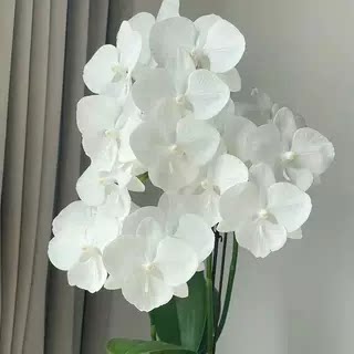 港股根系好白色3.0苗蝴蝶兰