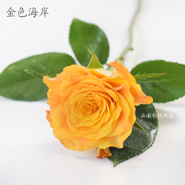 【金色海岸 辉煌】昆明鲜花 居家装饰玫瑰鲜花 基地直供