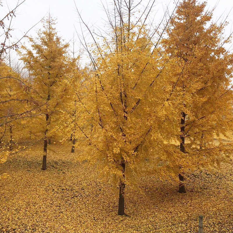 基地8-60公分粗银杏大树 精品银杏园林绿化行道树风景白果树