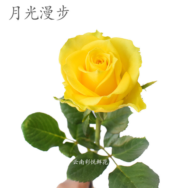 【月光漫步】云南基地 鲜切花 黄色玫瑰花 婚庆装饰 节日鲜花