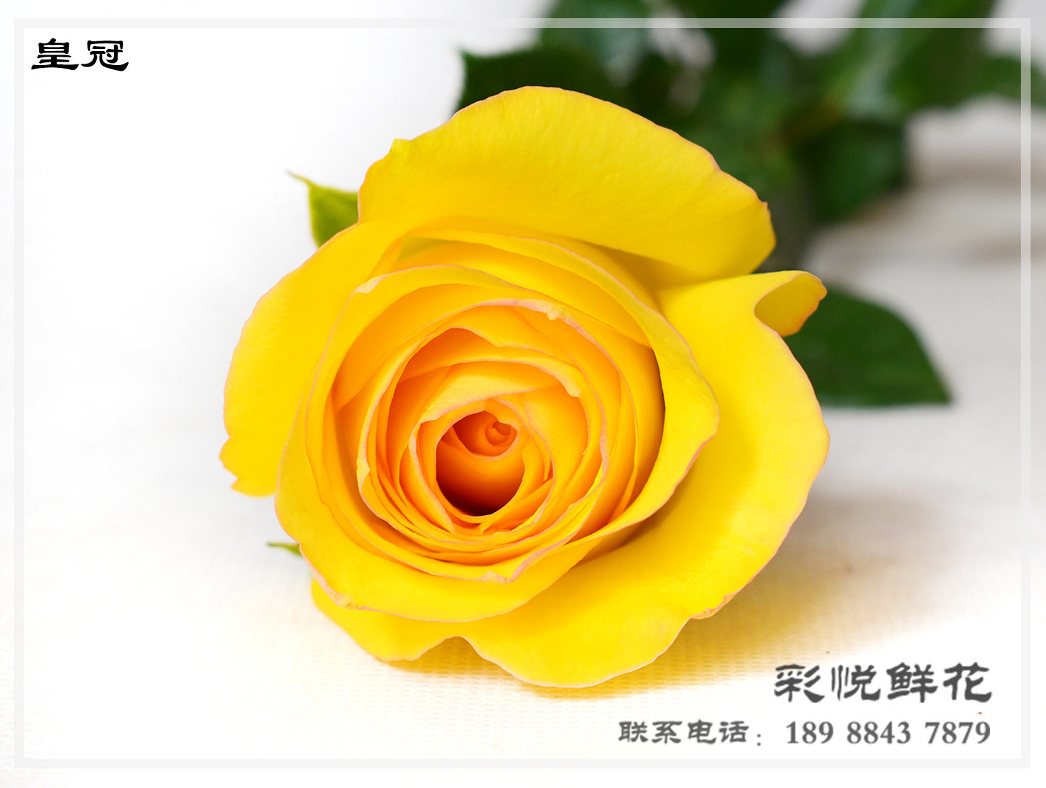 【黄冠玫瑰】昆明鲜花送礼皇冠玫瑰花 居家装饰品玫瑰鲜花