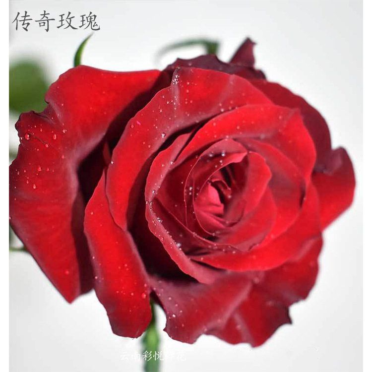 【传奇玫瑰ab级】520昆明鲜花 玫瑰鲜切花基地直供 花店婚庆