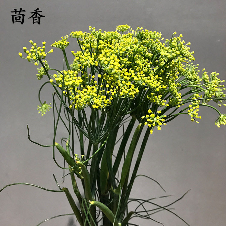 【配花:茴香】云南昆明斗南基地鲜花  居家婚庆装饰
