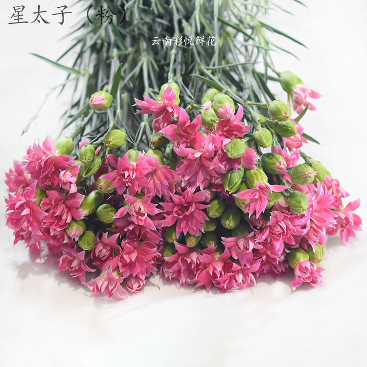 【多头康乃馨】昆明基地直供 教师节多头康乃馨鲜花 居家装饰