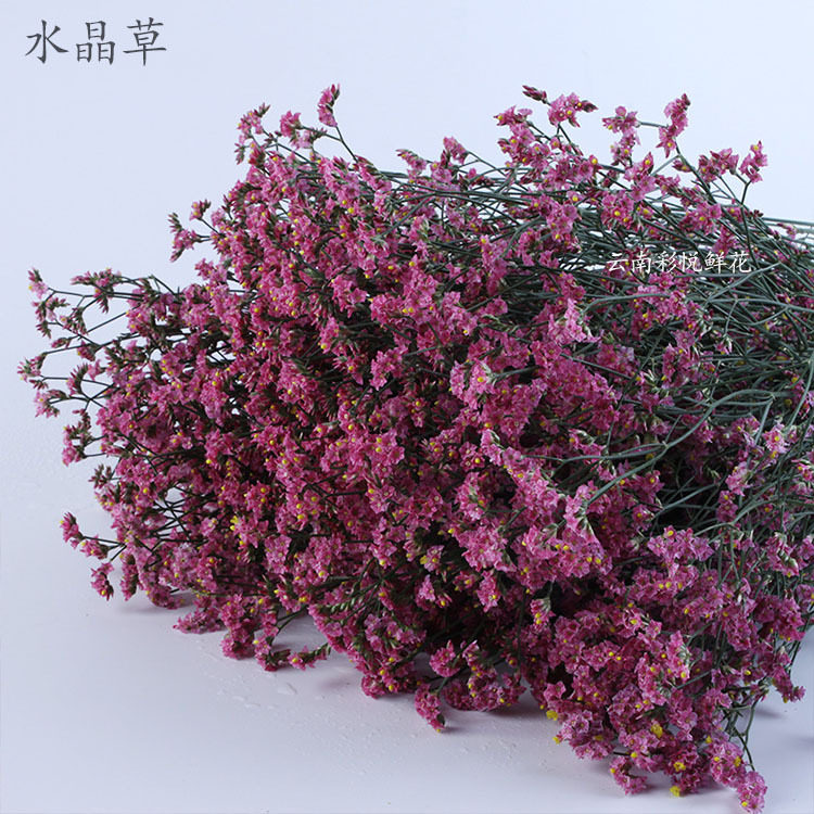 【水晶草】新鲜基地彩色水晶草 可制成干花 室内装饰插花鲜切花