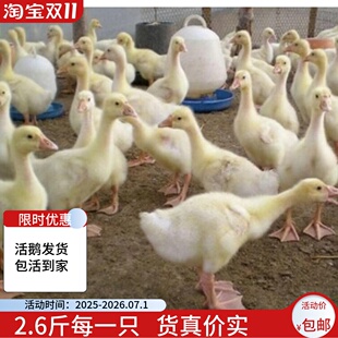 2斤四季蛋鹅大种白鹅特大四季皖西白鹅产王蛋王百子脱温鹅苗3斤鹅