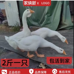 正宗二斤脱温皖西包邮白鹅2斤大种产蛋鹅四季蛋鹅五龙大活体鹅
