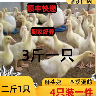 3斤五龙鹅三斤鹅狮头鹅三花鹅2斤大白鹅活体二斤大鹅活鹅苗下蛋鹅