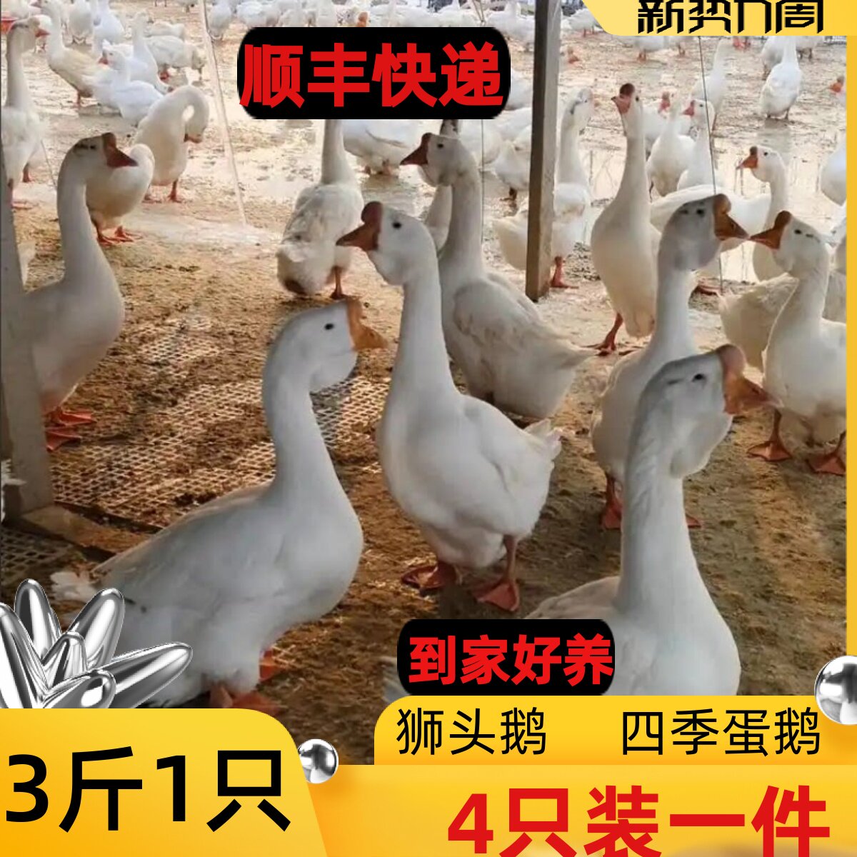 3斤五龙鹅三斤鹅狮头鹅三花鹅2宠物鸭
